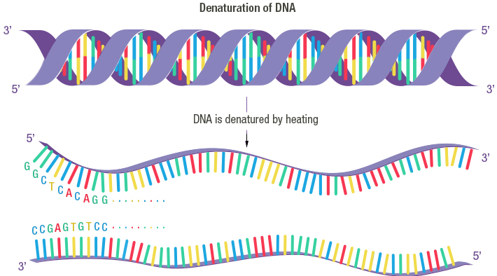 Figure 12: DNA denaturation (left arrow)