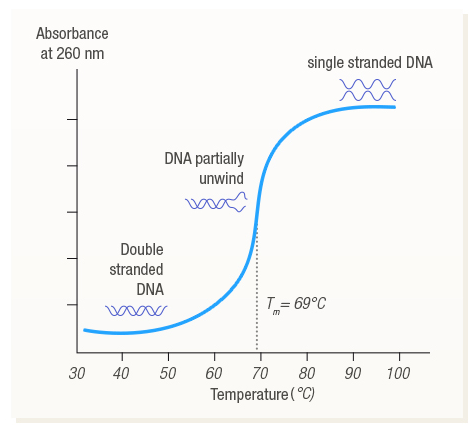 Figure 13:  Higher UV absorbance of Single-stranded DNA