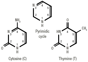 Figure 2 : Pyrimidines have 1 nitrogenous cycle