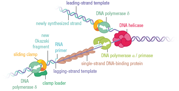 Figure 25:  Leading strand (above) and lagging strand (below) with Okazaki fragments during DNA replication