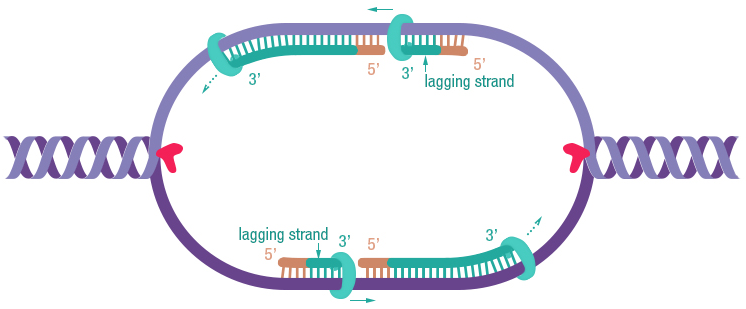 Figure 23: Lagging strands