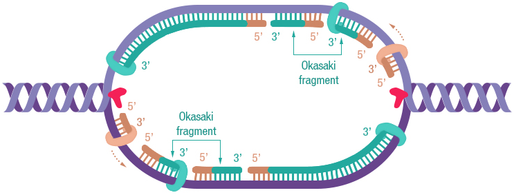 Figure 24: Okazaki