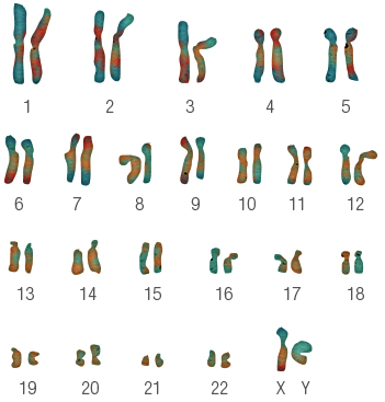 Figure 27: The human karyotype