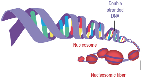 Figure 28: DNA is coiled around 8 histones and to form nucleosomes. These nucleosomes are tightened to form chromosomes