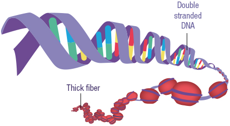 Figure 29: DNA is coiled around 8 histones and to form nucleosomes. These nucleosomes are tightened to form chromosomes