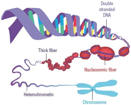 Figure 30: DNA is coiled around 8 histones and to form nucleosomes. These nucleosomes are tightened to form chromosomes