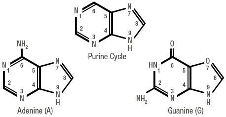 Figure 3: Purines have 2 nitrogenous cycles