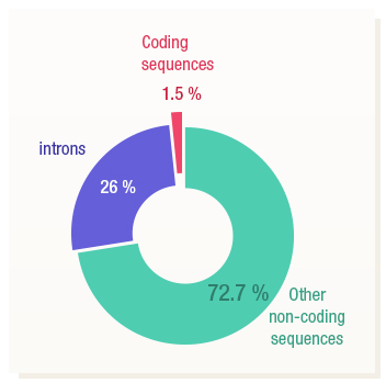 Figure 32: Non coding sequences