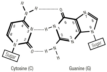 Figure 7: Bases matching with non-covalent hydrogen bonds