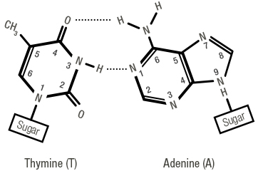 Figure 8: Bases matching with non-covalent hydrogen bonds