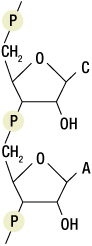 Figure 19: Replication and its major components in eukaryotic cells. Helicase is localized at the fork