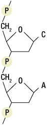 Figure 19: Replication and its major components in eukaryotic cells. Helicase is localized at the fork