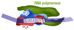 Figure 9d: Recruitment of TFIIH: opening of the DNA double helix and formation of the transcription bubble