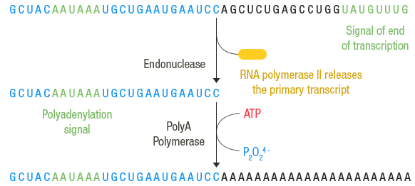 Figure 11: DNA single-strand sequence