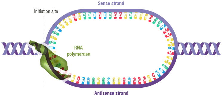 Figure 13