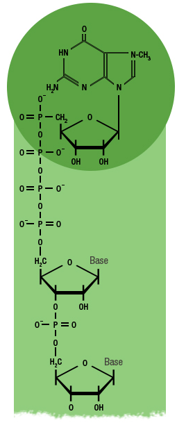 Figure 16: During transcription, a cap is added at the 5’ end of the RNA strand.