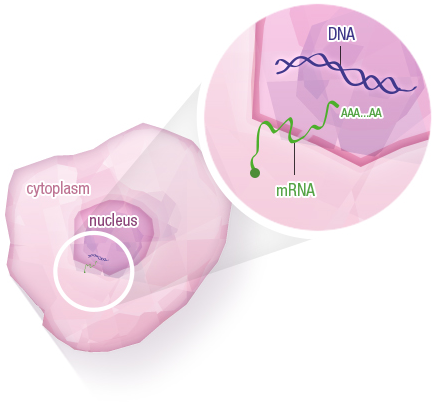 Figure 22: Transport of mRNA from the nucleus to the cytoplasm of the cell for its translation