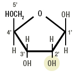 Figure 2a: Ribose, a Ribonucleic Acid (RNA) component