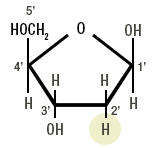 Figure 2b: Deoxyribose, a Deoxyribonucleic Acid (DNA) component