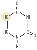 Figure 3a: Uracil used in RNA