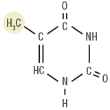 Figure 3b: Thymine used in DNA
