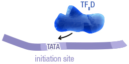 Figure 9a: Recognition of the TATA box by a group of proteins (TFIID)