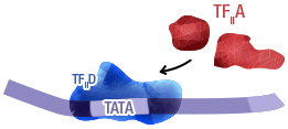 Figure 9b: Recruitment of a series of transcription factors (TFIIA, TFIIB, etc.)