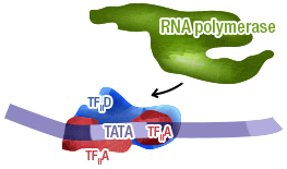 Figure 9c: Recruitment of RNA polymerase