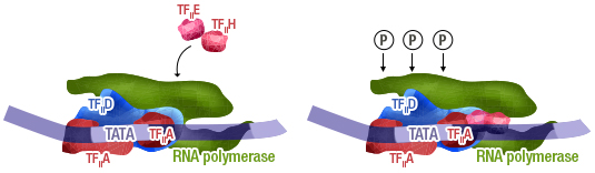 Figure 9e: Start of transcription: dissociation of the initiation complex