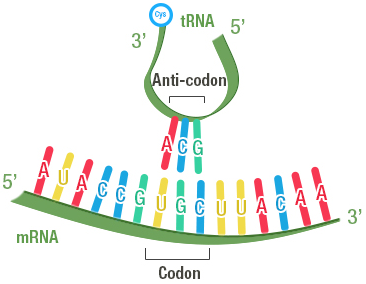 ribosomes and protein synthesis sequence of events