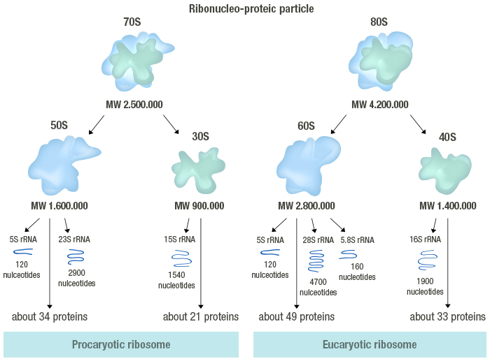 Figure 13: Structure of ribosomes