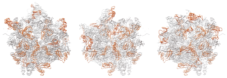 Figure 14: Location of rRNA and ribosomal proteins within the large subunit of the ribosome