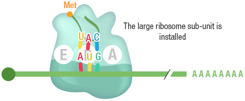 Figure 16: Binding of a novel aminoacyl-tRNA at the A-site