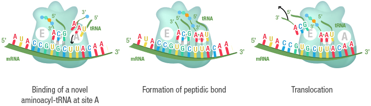 Figure 19a