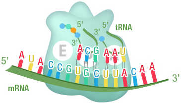 Figure 19b