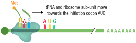 Figure 20b