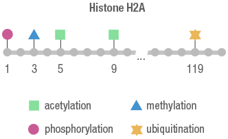 Figure 25