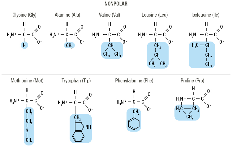 Protein Synthesis Molecular Biology Module