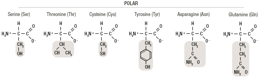 Figure 2b: Chemical structure of the 20 amino acids (nonpolar; polar)