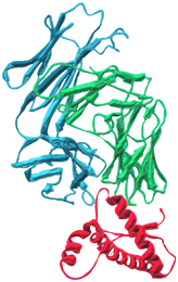 Figure 4: Globular protein