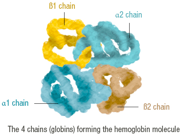 Figure 6: Hemoglobin molecule