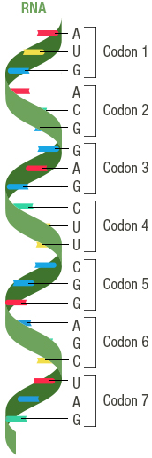 Figure 7b: The corresponding codons, each encoding an amino acid